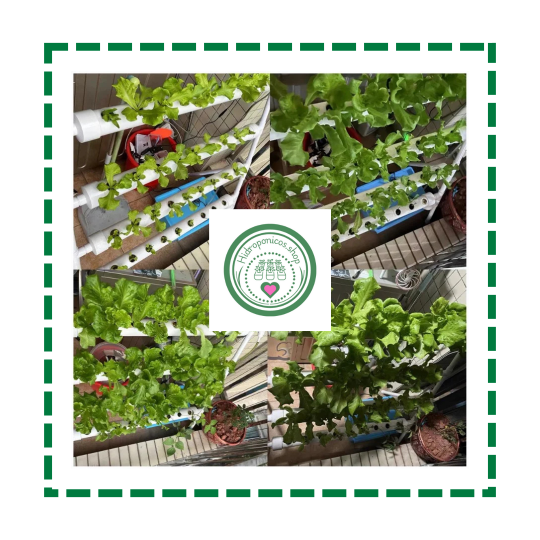 Sistema de cultivo hidroponico, para 36 plantas. Equipo para huerto casero, cosecha en casa.