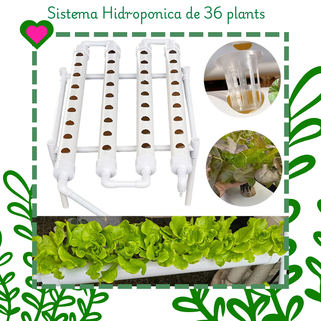Lechugas hidroponicas creciendo verde
